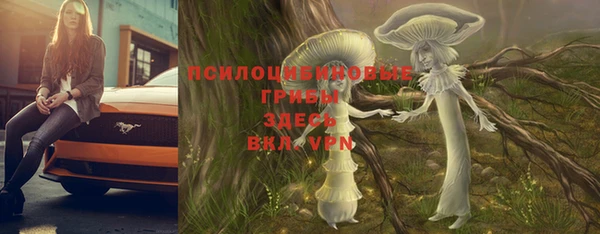 стаф Алзамай